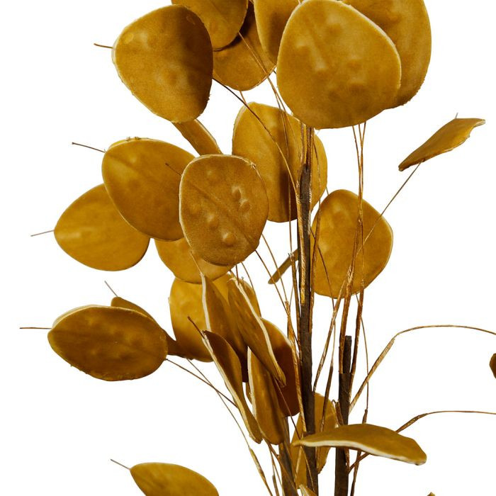 BRANCHAGE BECKIA AMBRE