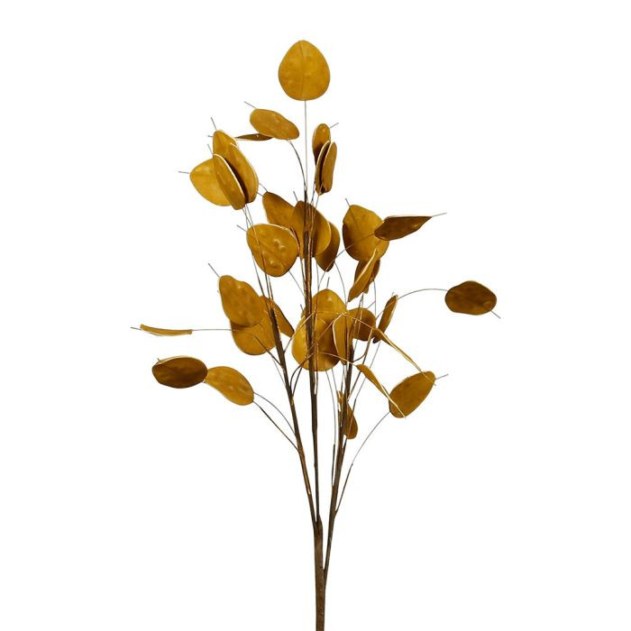 BRANCHAGE BECKIA AMBRE