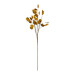 BRANCHAGE BECKIA AMBRE