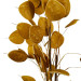 BRANCHAGE BECKIA AMBRE
