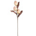 FLEUR CLEMA BEIGE CLAIR ROSE